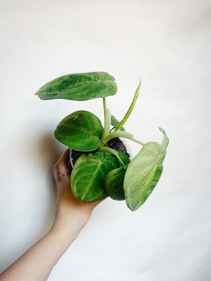 Syngonium Frosted Heart 4.5” Live Plant