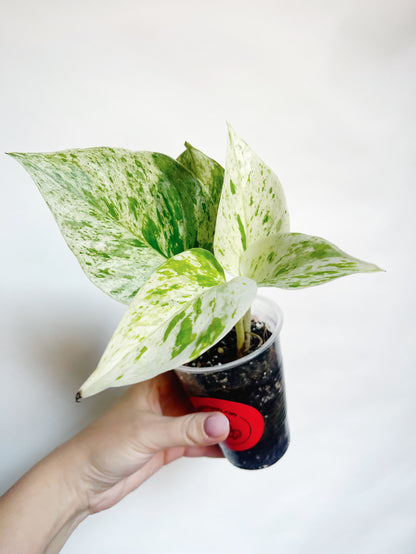 Snow Queen Pothos Live Rare Starter Plant