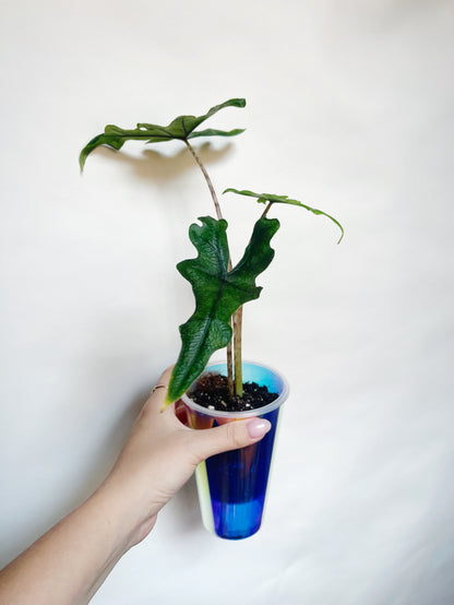 Alocasia Tandurusa Jacklyn Rare Live Plant