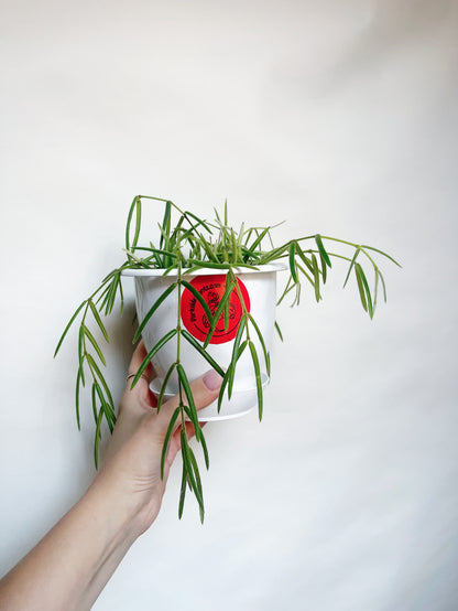 Hoya Linearis Rare Hoya 5” Hanging Basket