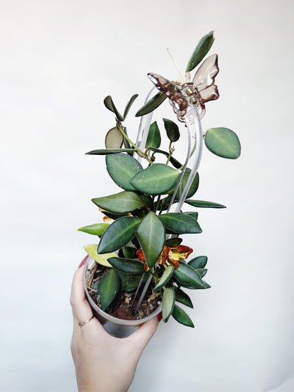 Hoya Burtoniae 4" Pot