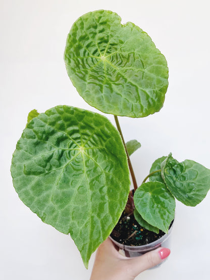 Begonia Natunaensis 4” Pot