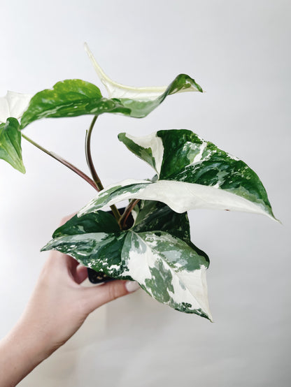 Syngonium Albo 3” Live Plant