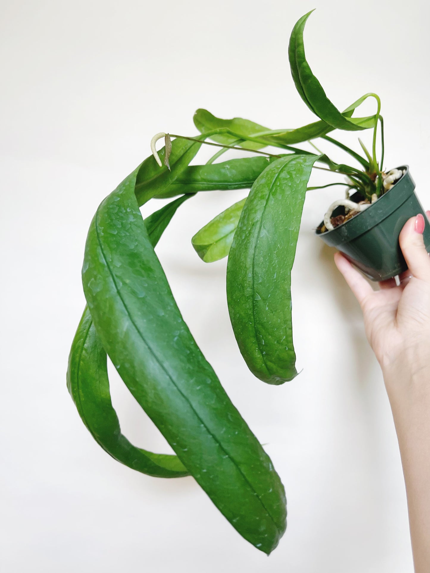 Anthurium Vittariifolium 4.5" Pot