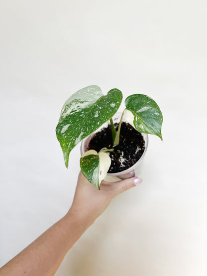 Monstera Deliciosa Thai Constellation 4" Pot Live Rare Plant