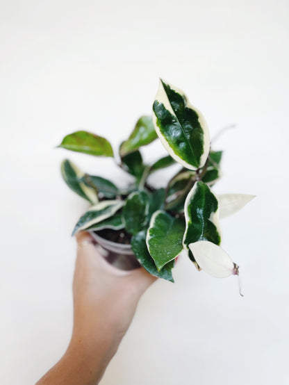 Hoya Krimson Queen