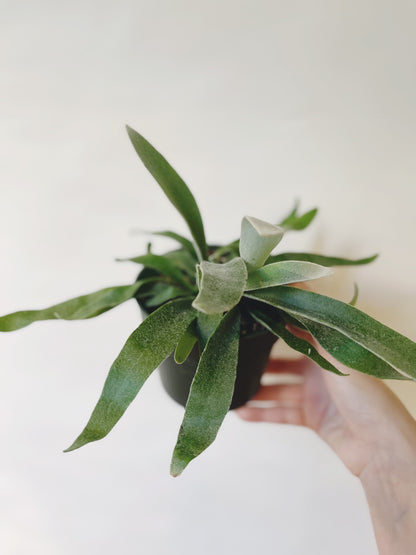 Platycerium Veitchii Silver Staghorn 4.5” Pot