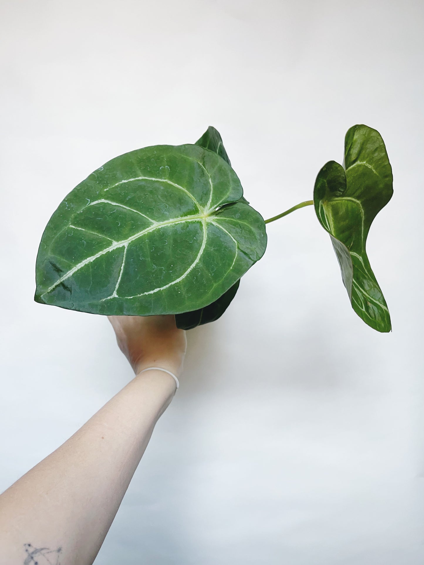 Anthurium Forgetii x Mag Silver 4" Pot