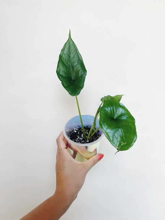 Alocasia Dragon Breath Starter Plant in a self watering pot