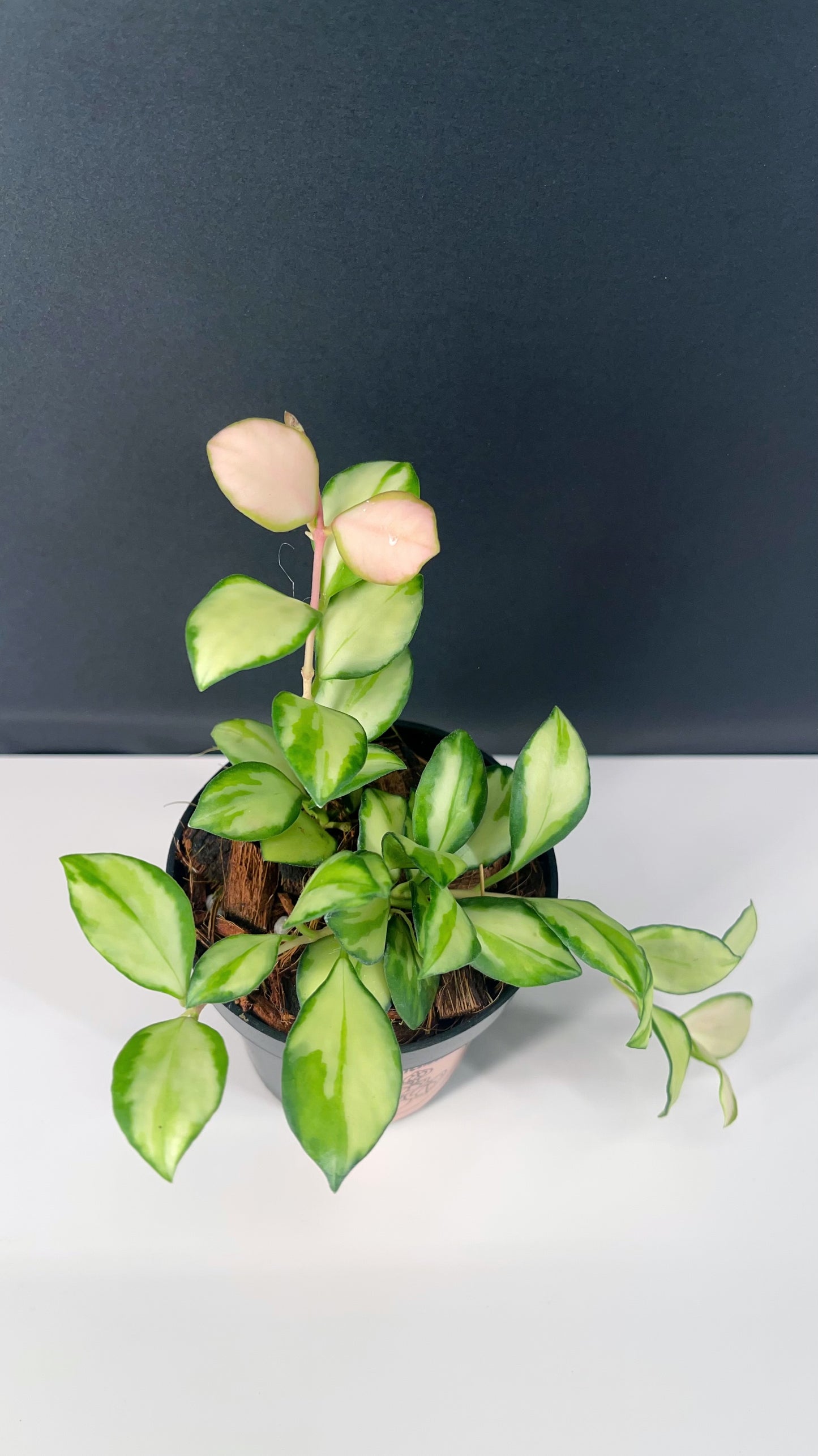 Hoya Heuschkeliana Variegated 3” Pot