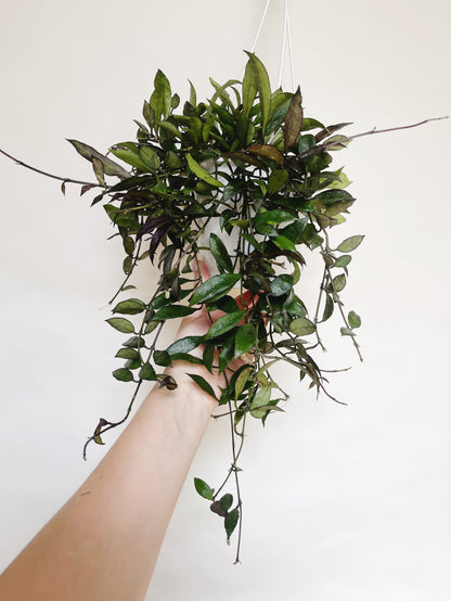 Hoya Lacunosa Royal Flush 5" Hanging Basket