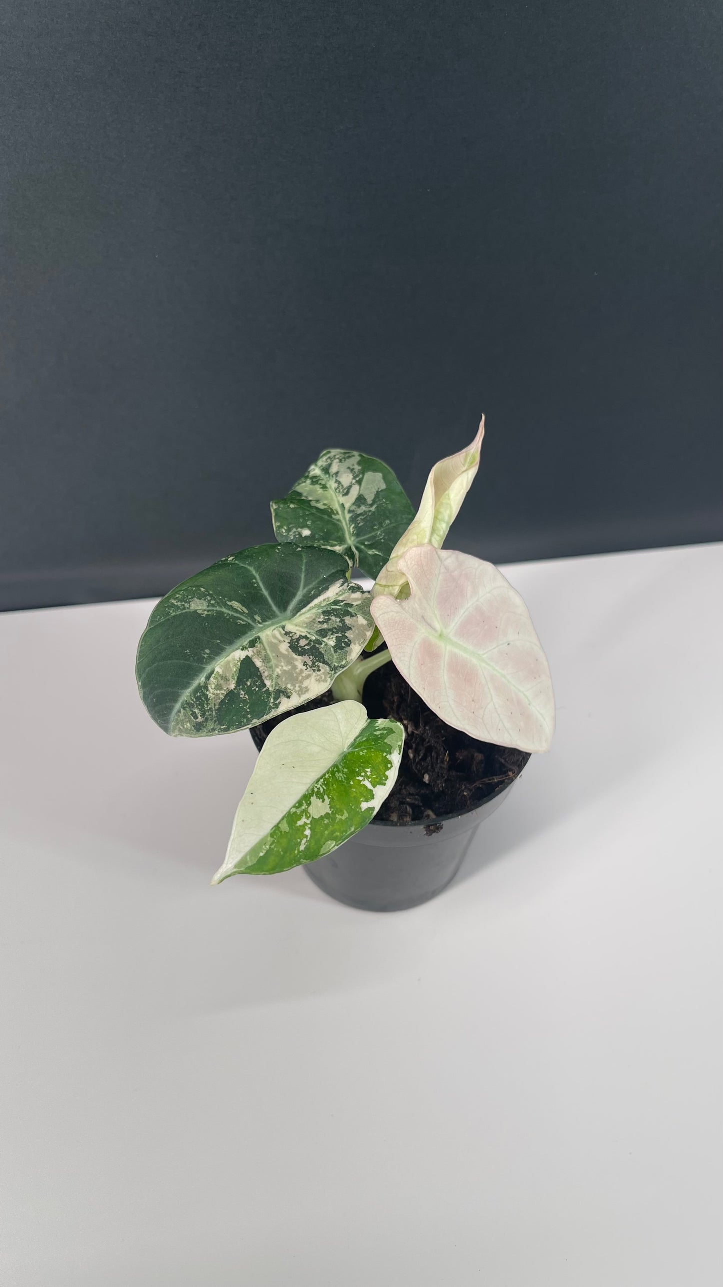 Alocasia Black Velvet Variegated Pink 3” Pot