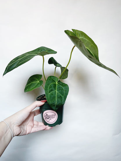 Anthurium Forgetii x Mag Silver 4" Pot