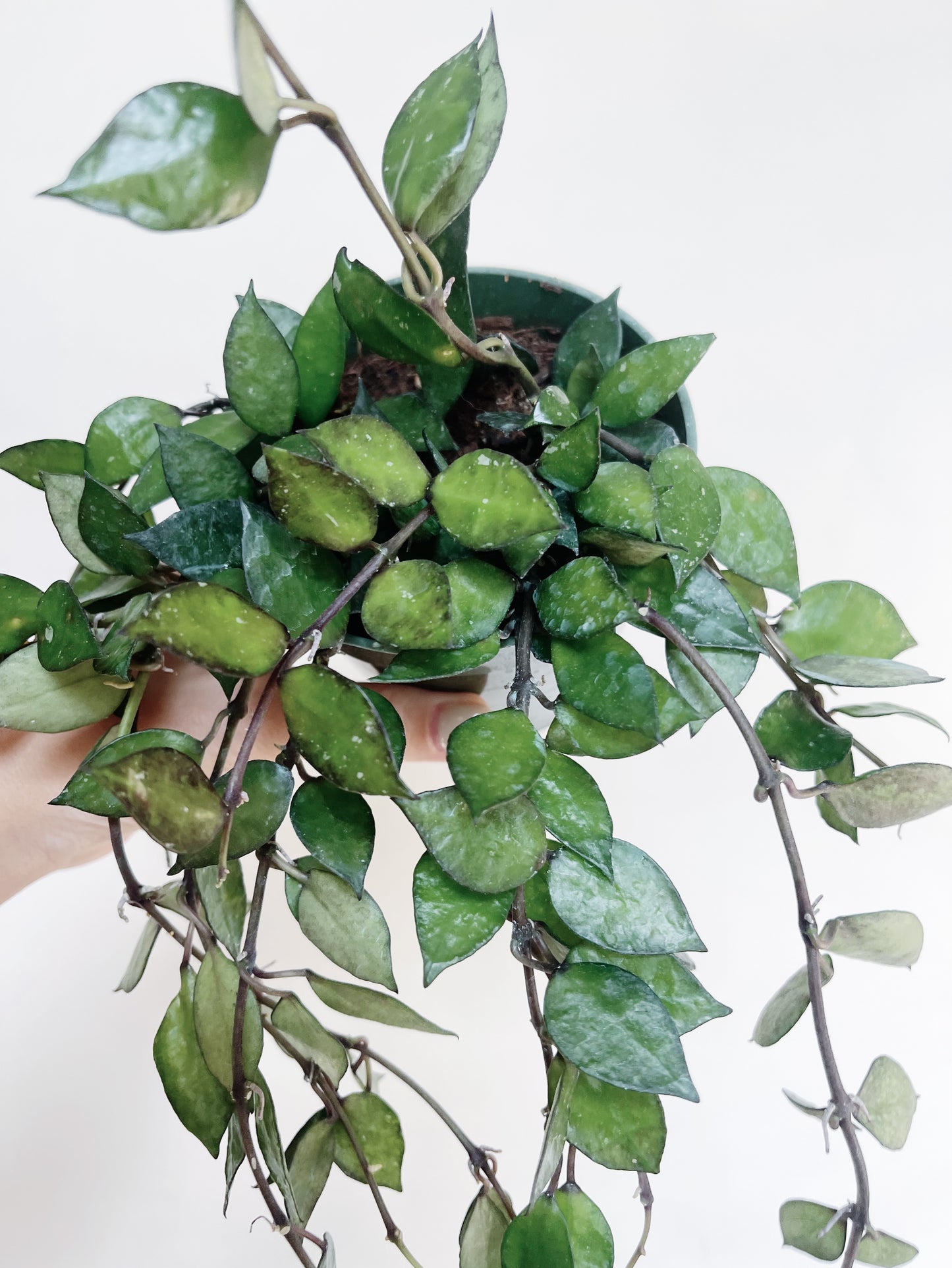 Hoya Krohniana Black 4" Pot Live Plant