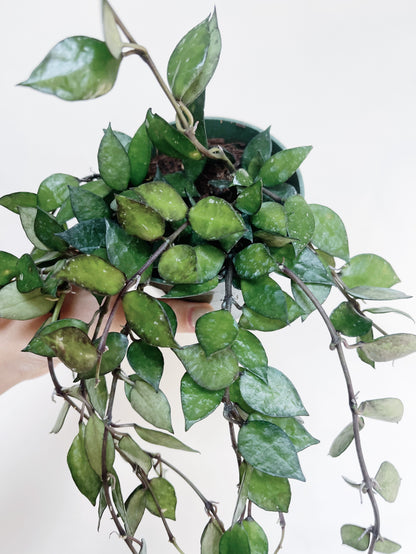 Hoya Krohniana Black 4" Pot Live Plant