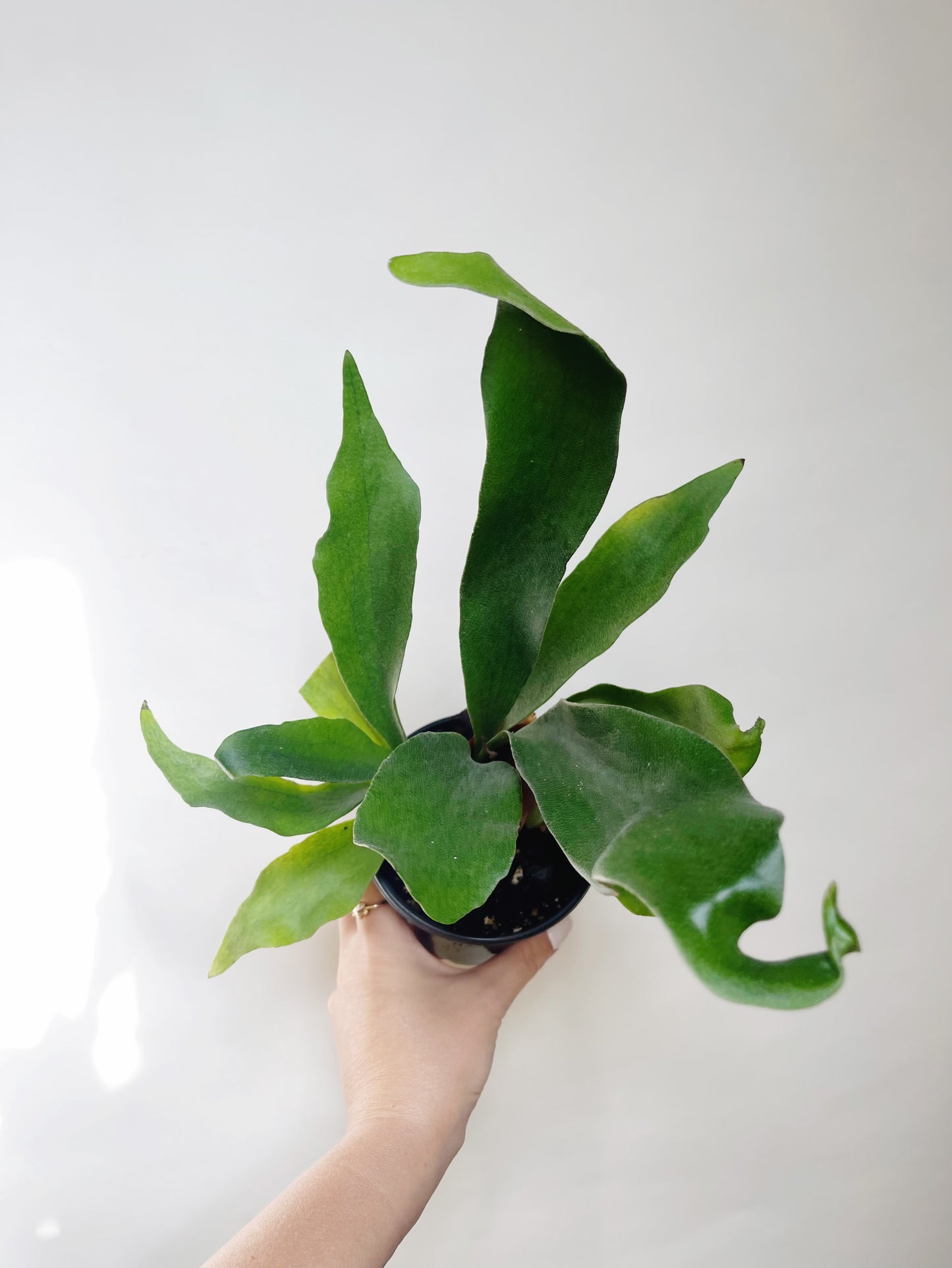 Staghorn Fern Platycerium Bifurcatum 4.5” Pot