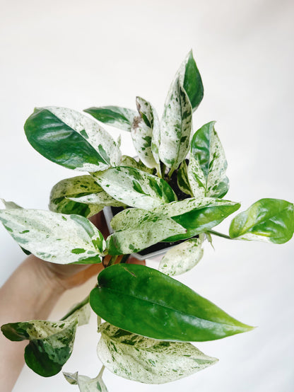 Epipremnum Pinnatum Marble Variegata 3” Pot