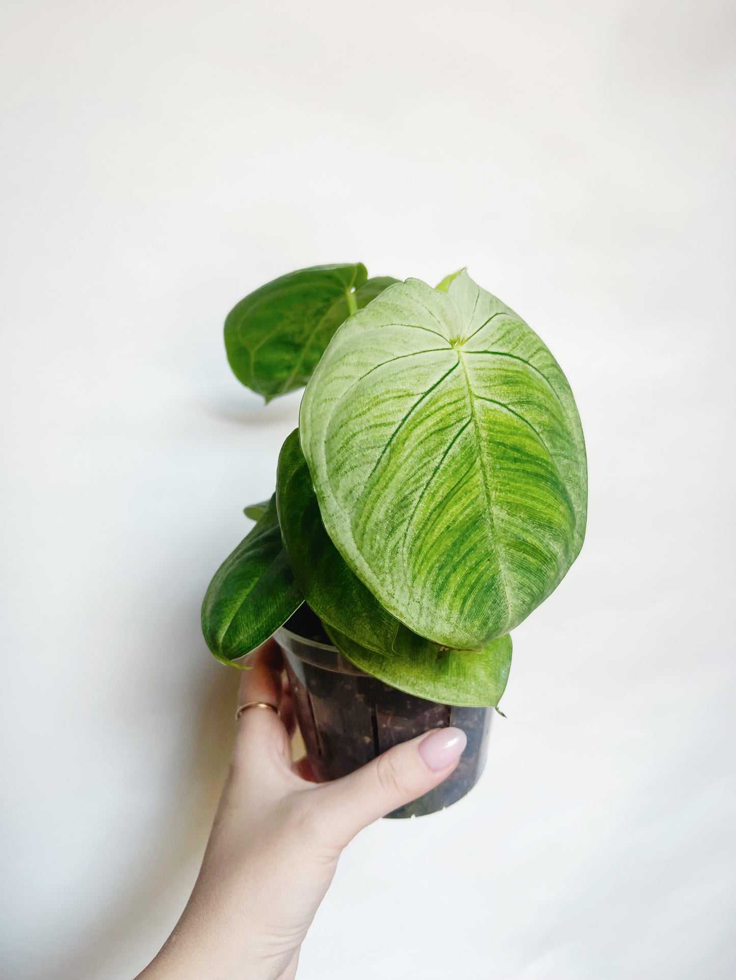 Syngonium Frosted Heart 4.5” Live Plant