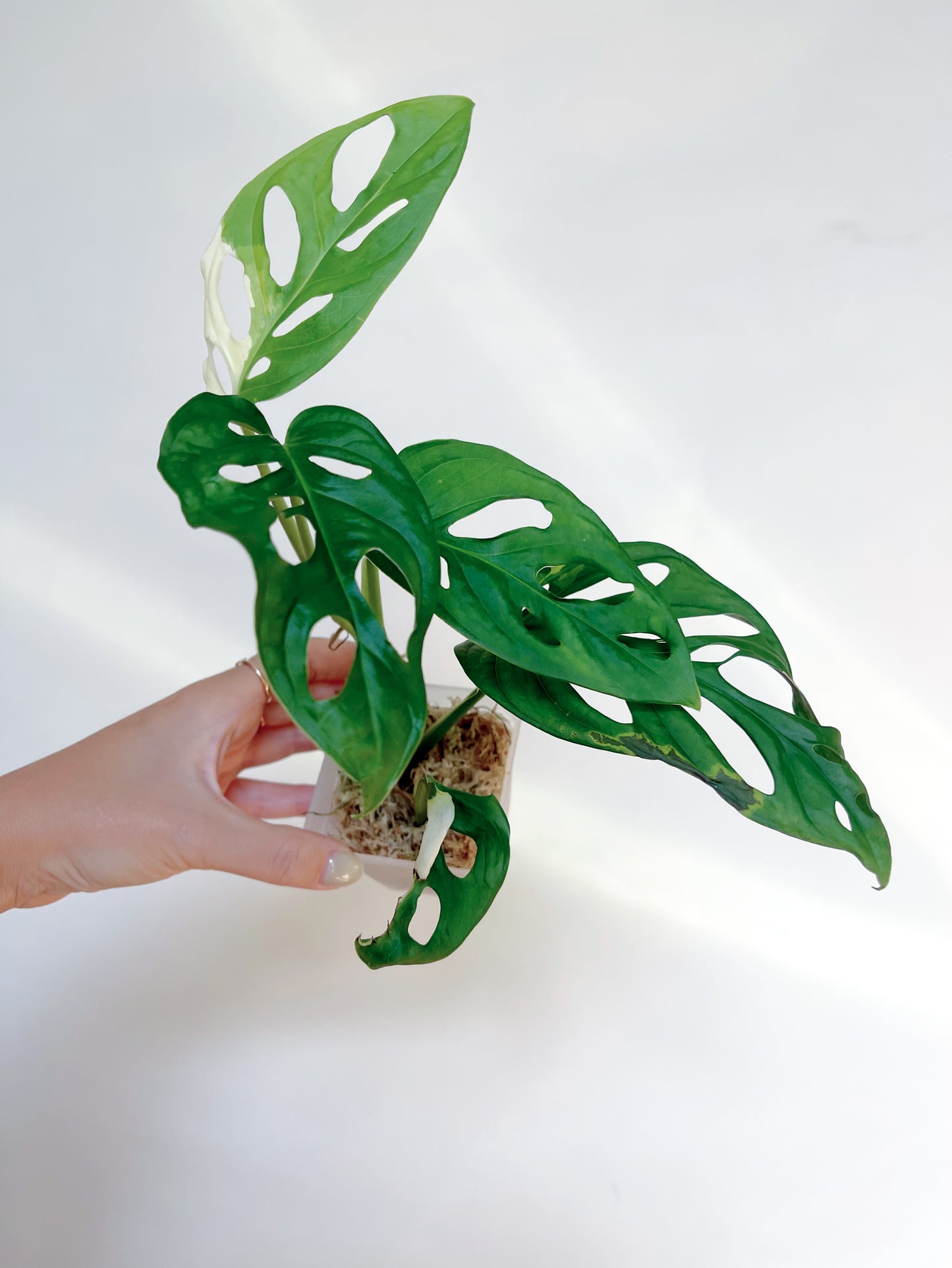 Monstera Adansonii Albo Self 3” Watering Pot