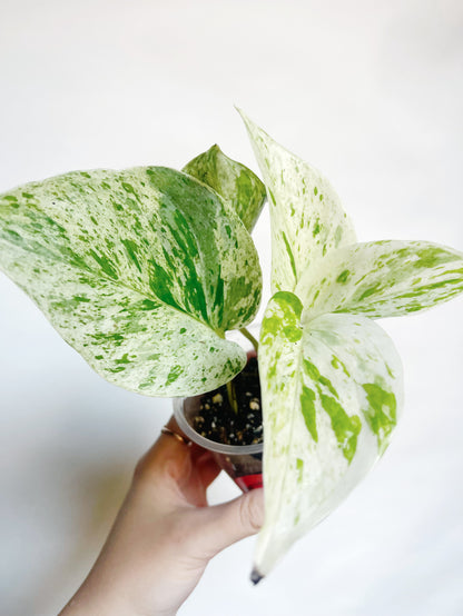 Snow Queen Pothos Live Rare Starter Plant