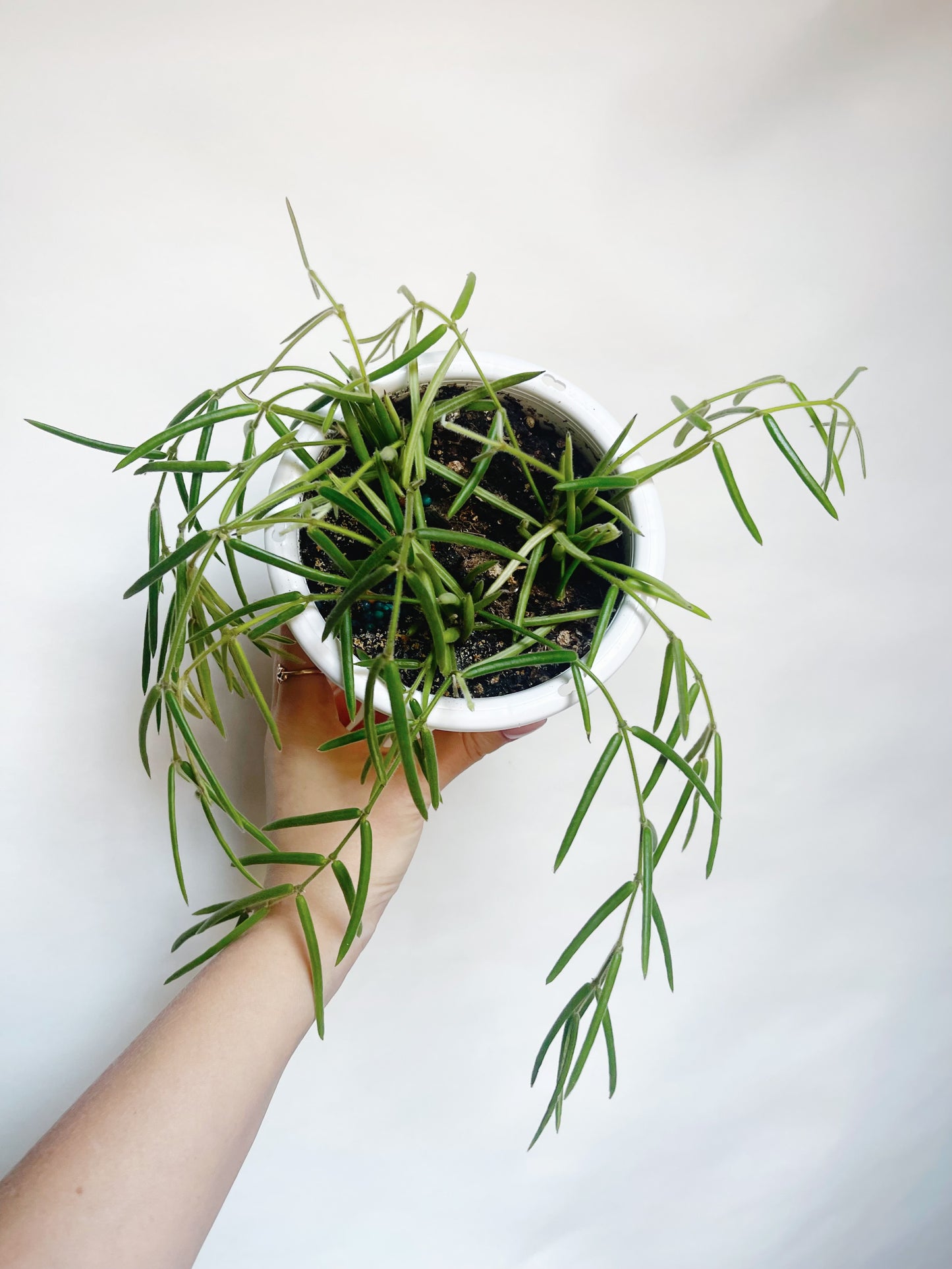 Hoya Linearis Rare Hoya 5” Hanging Basket