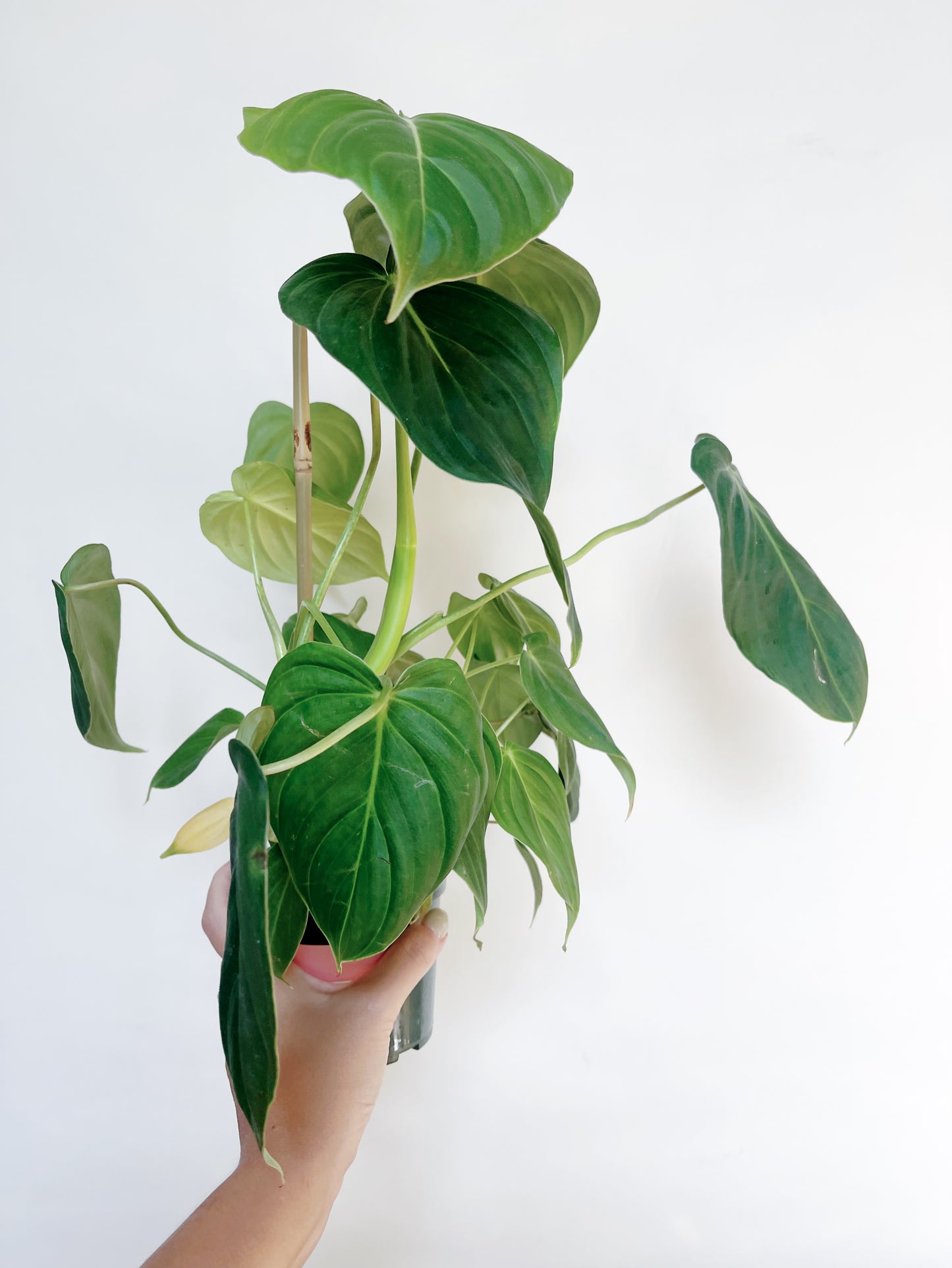 Philodendron Glorious 4" Pot