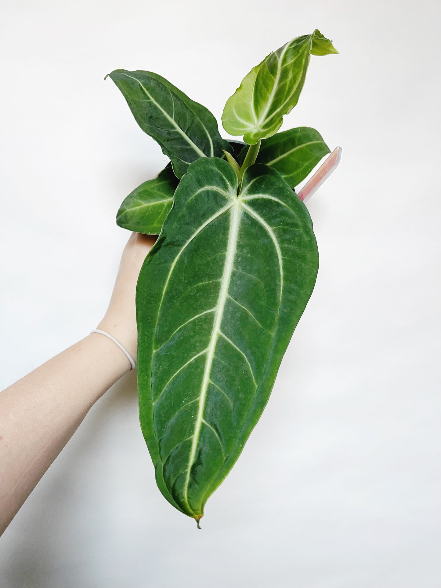 Anthurium Villenaorum 4” Pot