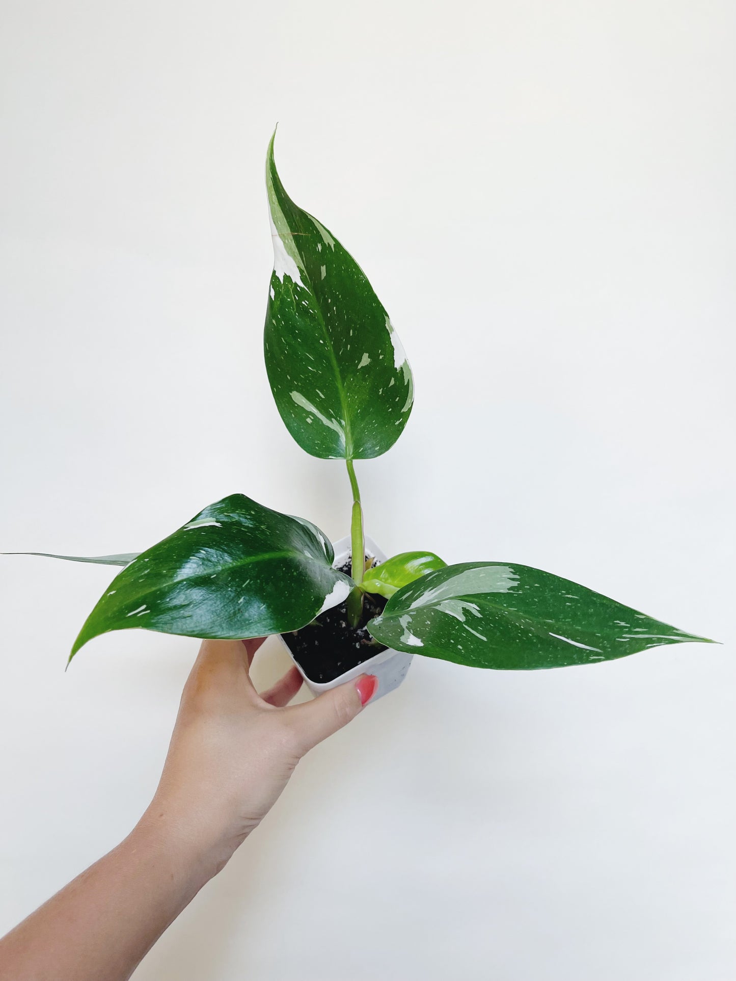 Philodendron White Princess