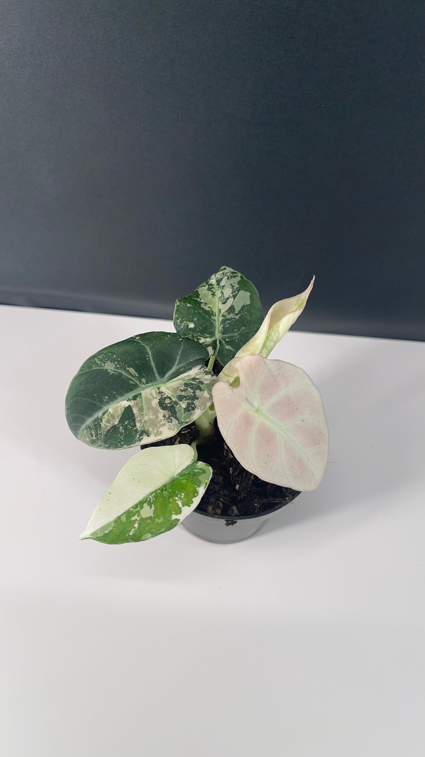 Alocasia Black Velvet Variegated Pink 3” Pot