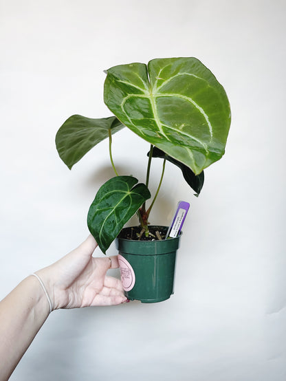 Anthurium Forgetii x Mag Silver 4" Pot