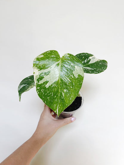 Monstera Deliciosa Thai Constellation 4" Pot Live Rare Plant