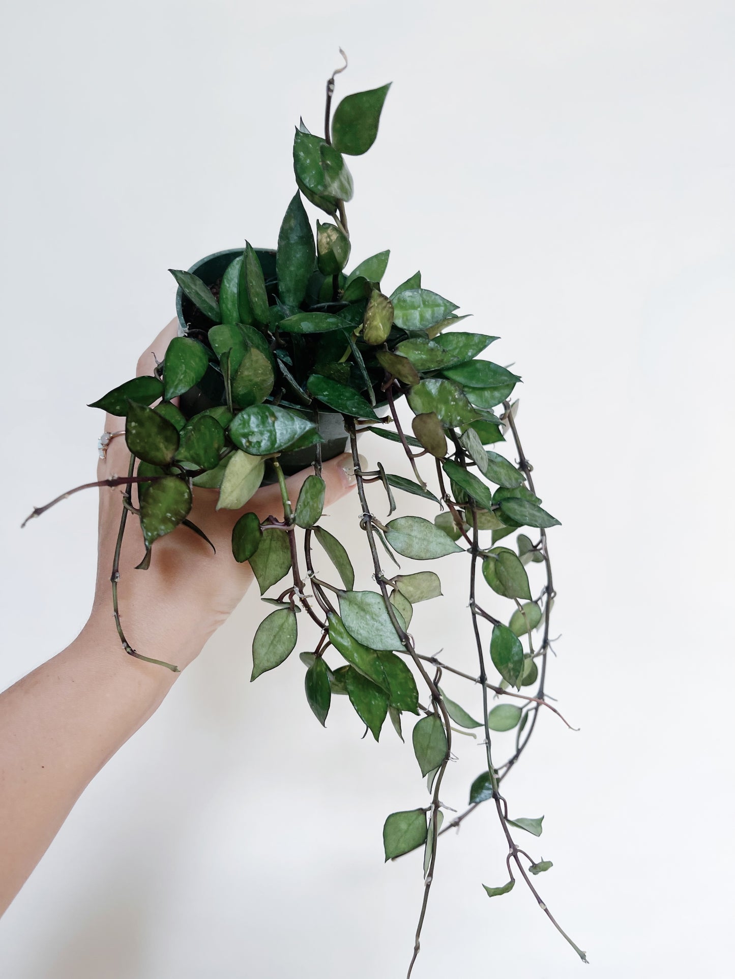 Hoya Krohniana Black 4" Pot Live Plant