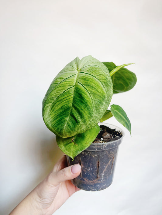 Syngonium Frosted Heart 4.5” Live Plant