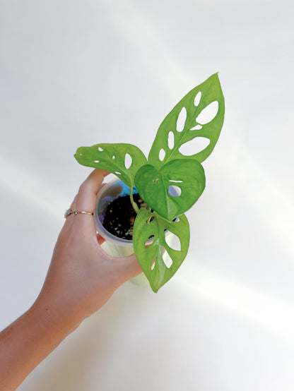 Monstera Adansonii Albo Self 3” Watering Pot
