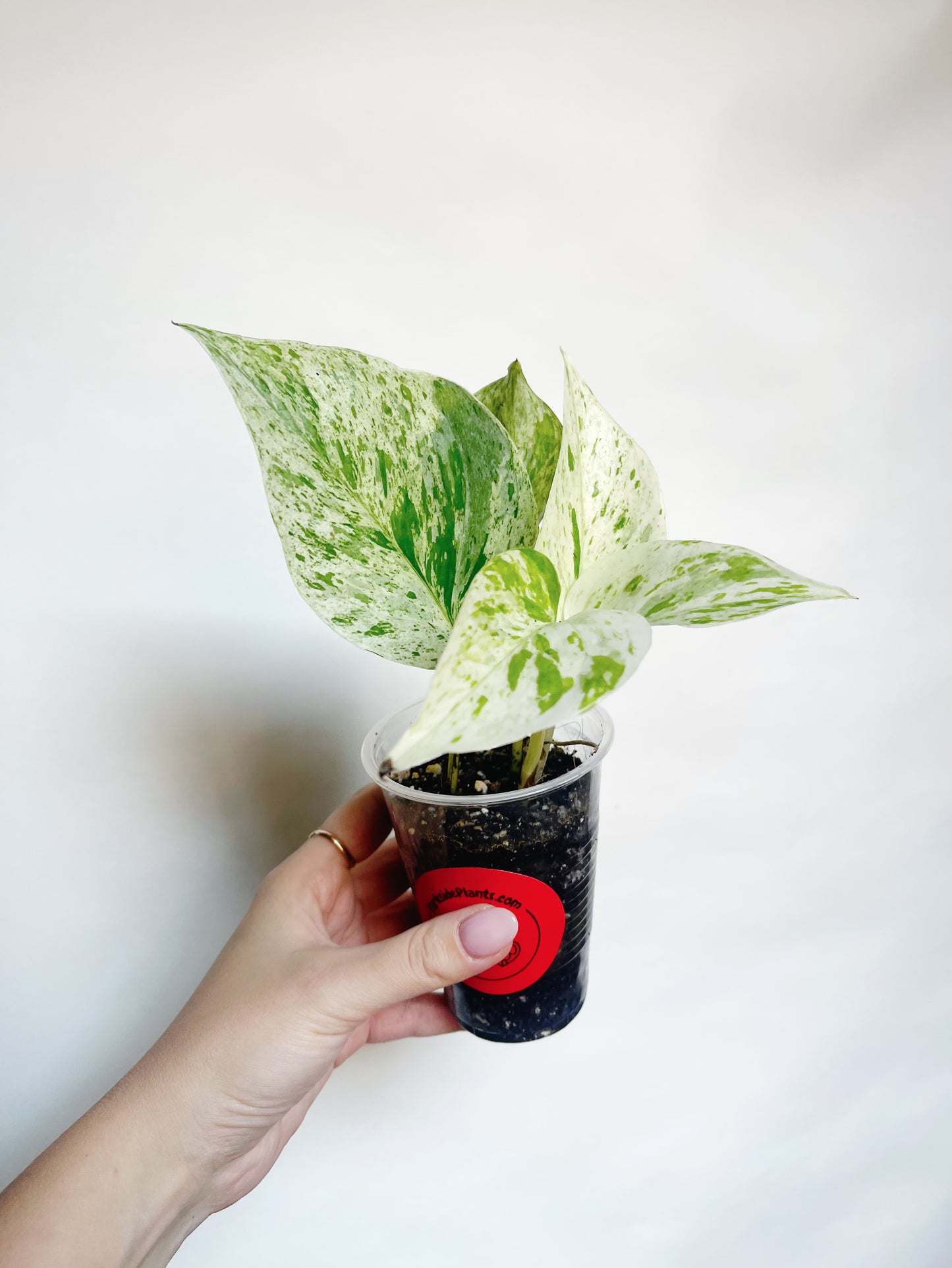 Snow Queen Pothos Live Rare Starter Plant