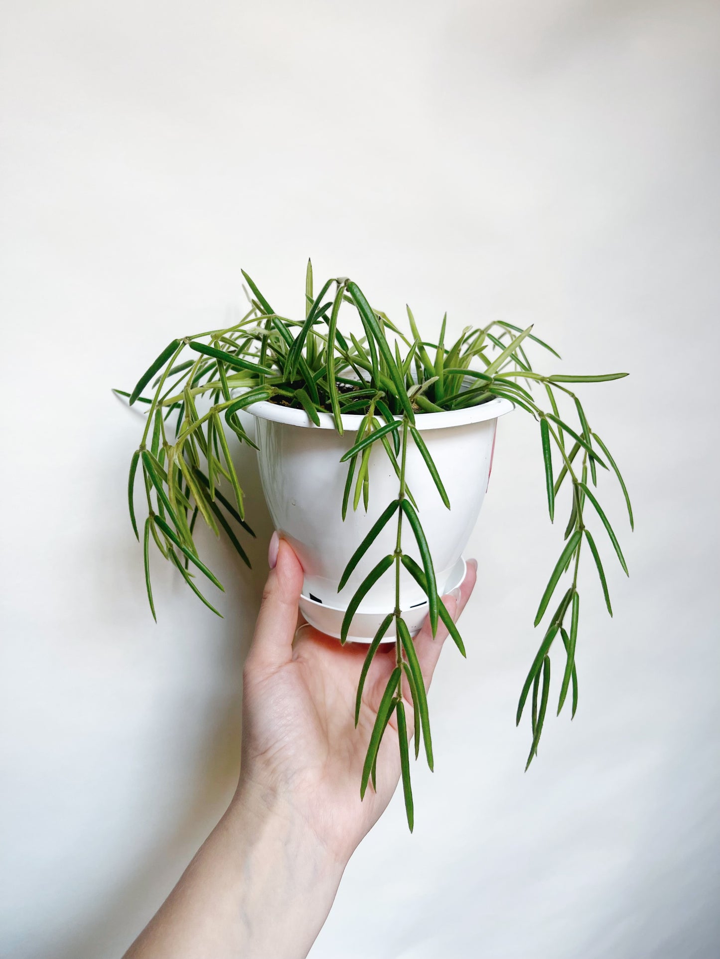 Hoya Linearis Rare Hoya 5” Hanging Basket