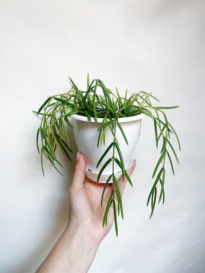 Hoya Linearis Rare Hoya 5” Hanging Basket