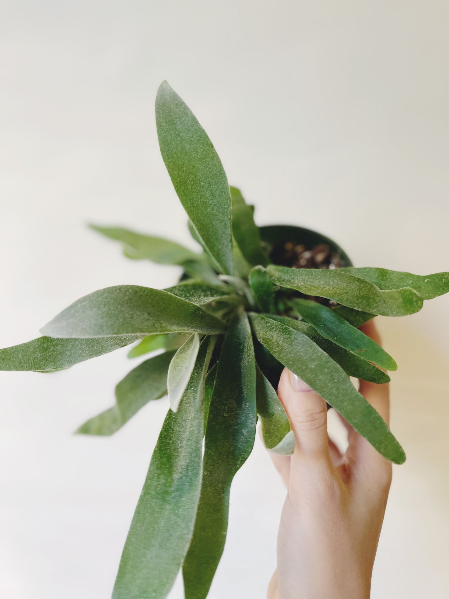 Platycerium Veitchii Silver Staghorn 4.5” Pot