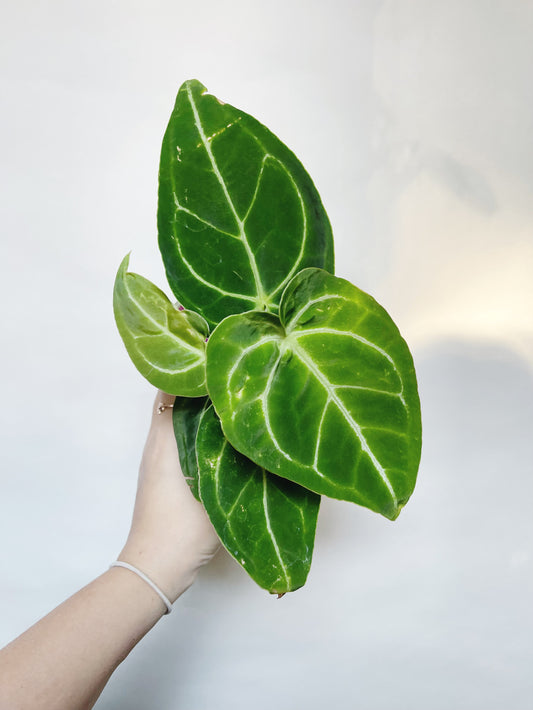 Anthurium Crystallinum Jakarta 4" Pot