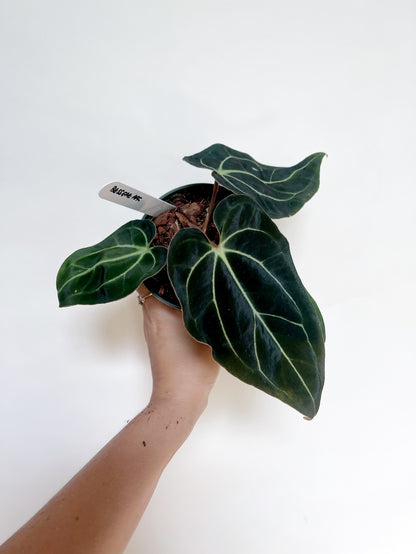 Anthurium Besseae Aff. 4” Pot