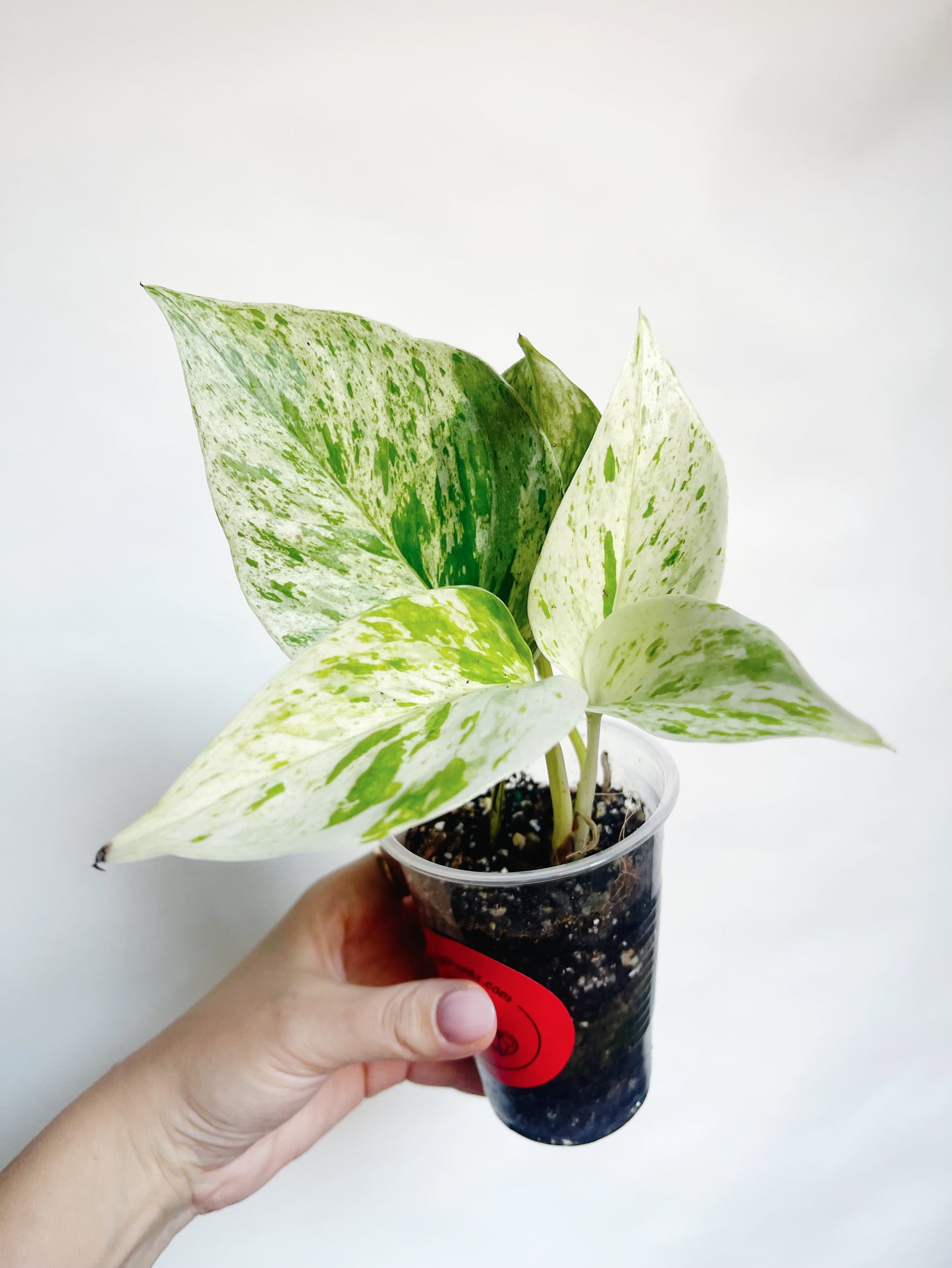 Snow Queen Pothos Live Rare Starter Plant