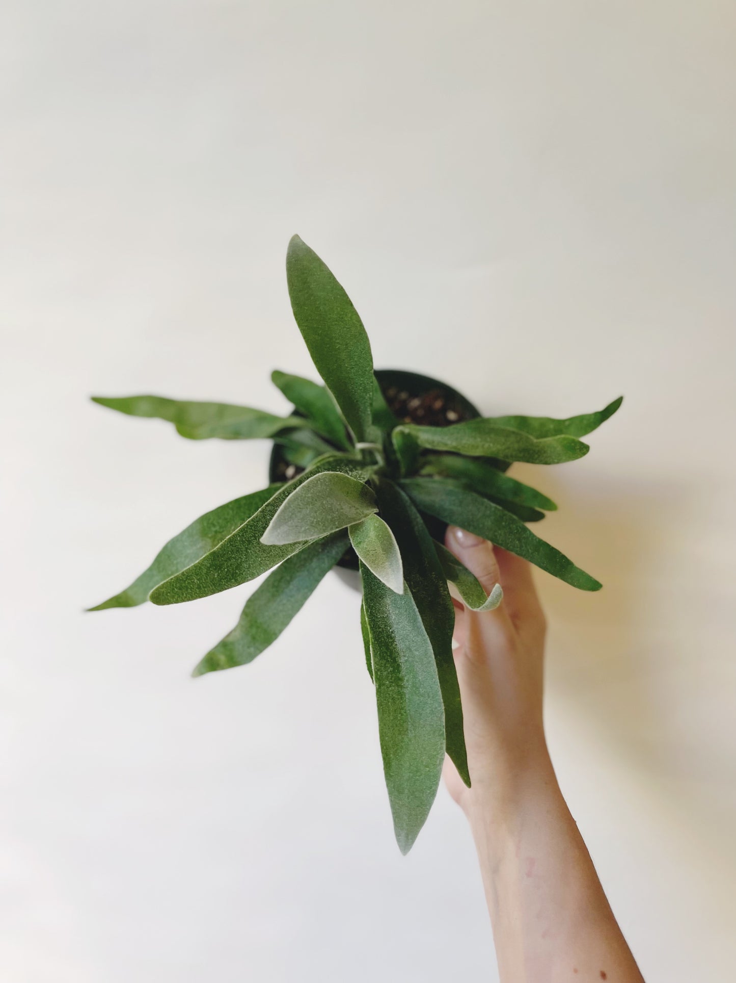 Platycerium Veitchii Silver Staghorn 4.5” Pot