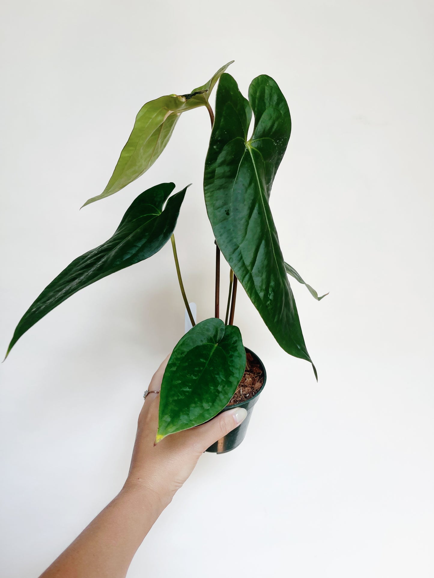 Anthurium (AOS x Forgettii) x Nigrolaminum 'Gigi' 4” Pot