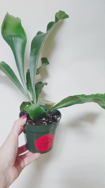 Staghorn Fern Platycerium Bifurcatum 4.5” Pot