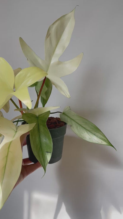 Philodendron Florida Ghost 4.5" Pot