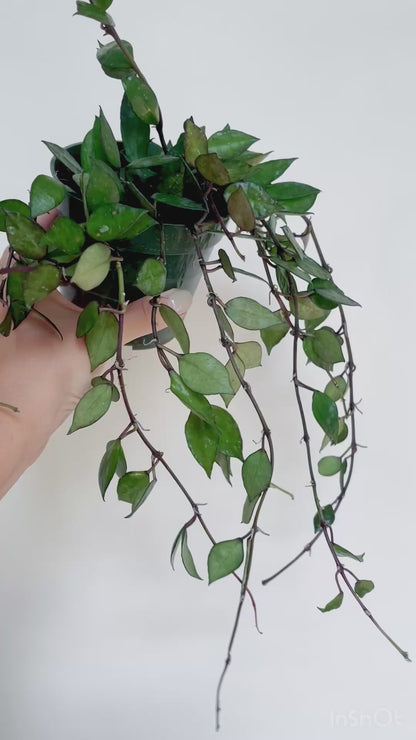 Hoya Krohniana Black 4" Pot Live Plant