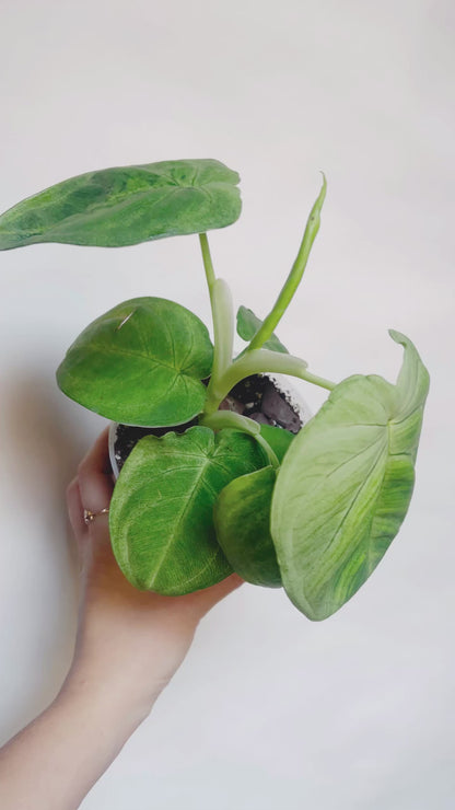 Syngonium Frosted Heart 4.5” Live Plant