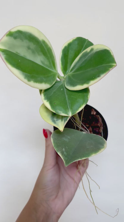 Hoya Pachylada Albo Variegated 4" Pot
