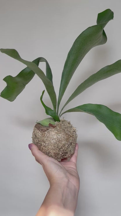 Staghorn Fern Plant Kokedama