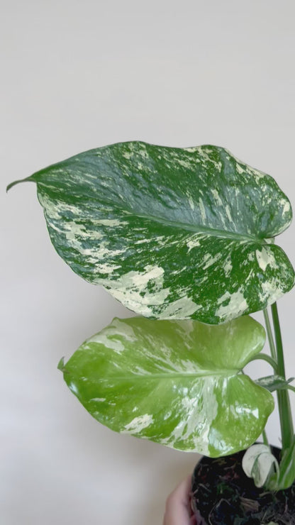 Monstera Mint White Monster 4” Pot